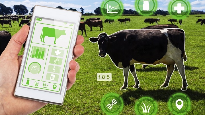 Smart cow tracking